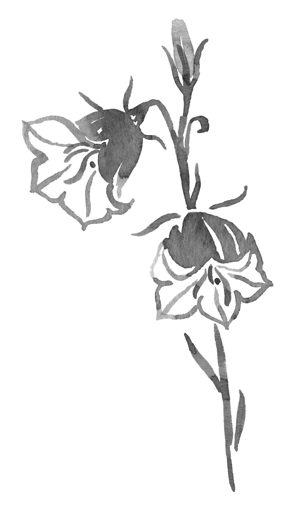 Watercolor illustration of a Campanula flower.